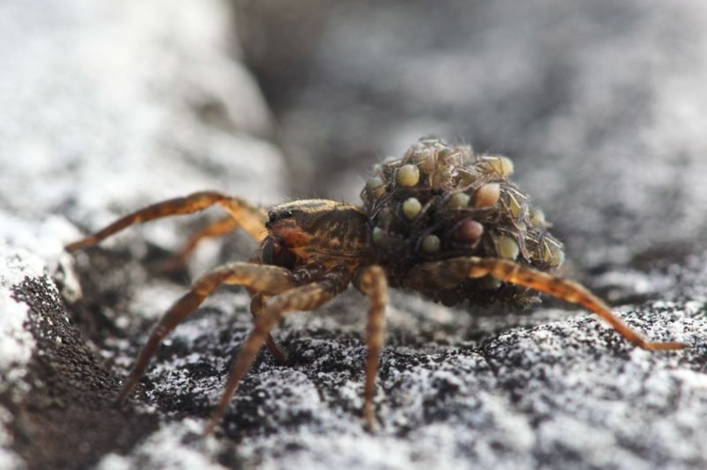 Trochosa sp.; Pardosa sp.